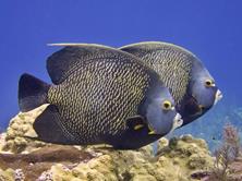Cayman Islands Scuba Diving Holiday. Little Cayman Dive Centre. Fish.